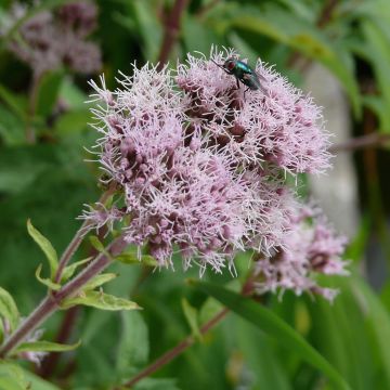 Eupatoire chanvrine photo