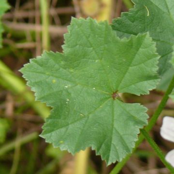 Mauve à feuilles rondes - feuille