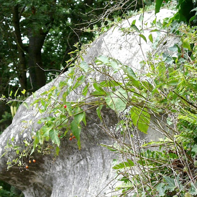 Morelle douce-amère - fruits