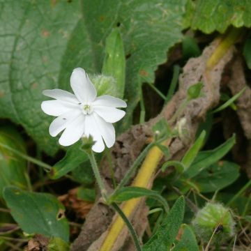 Compagnon blanc - fleur mâle