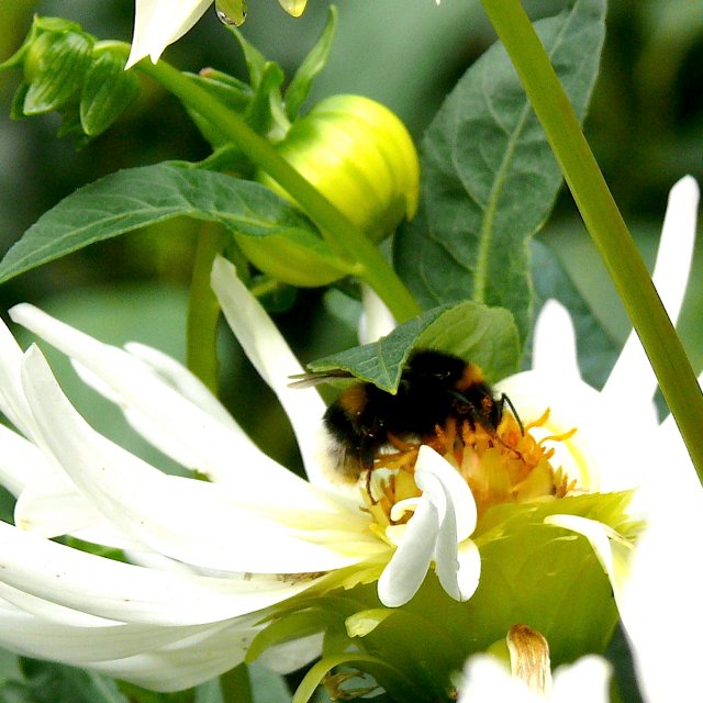 Bourdon terrestre (groupe)