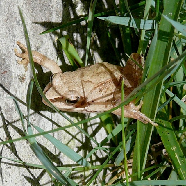 Grenouille agile