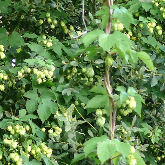 Houblon - feuilles