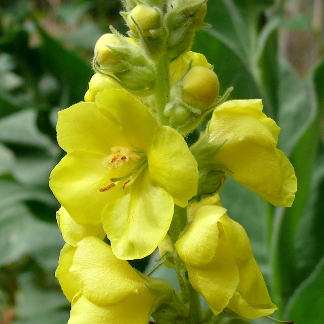 Molène bouillon-blanc - fleur