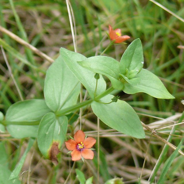 Mouron rouge - fleur