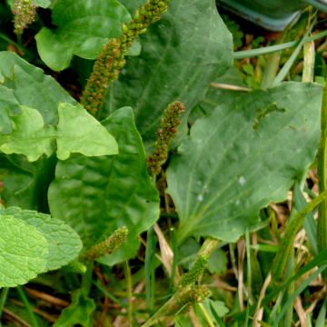 Plantain majeur