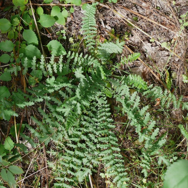 Potentille ansérine