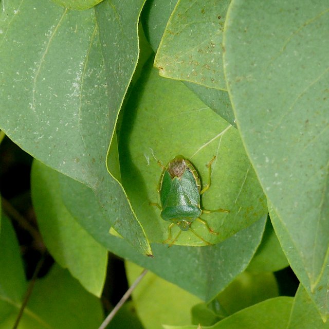 Punaise verte