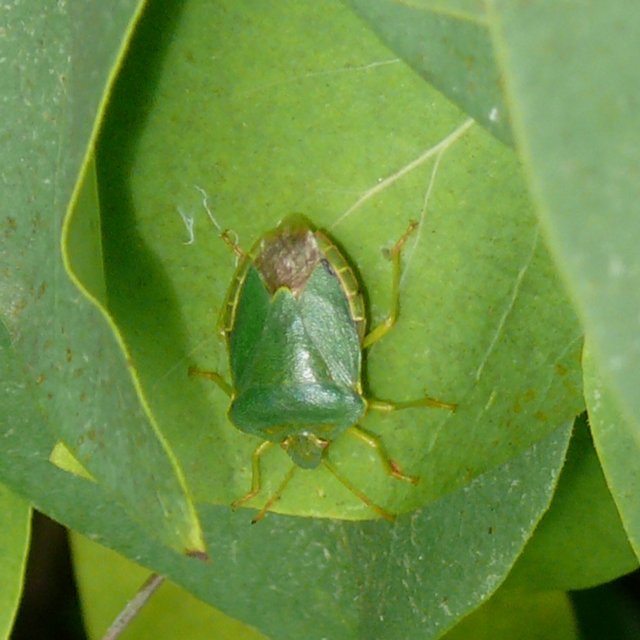 Punaise verte