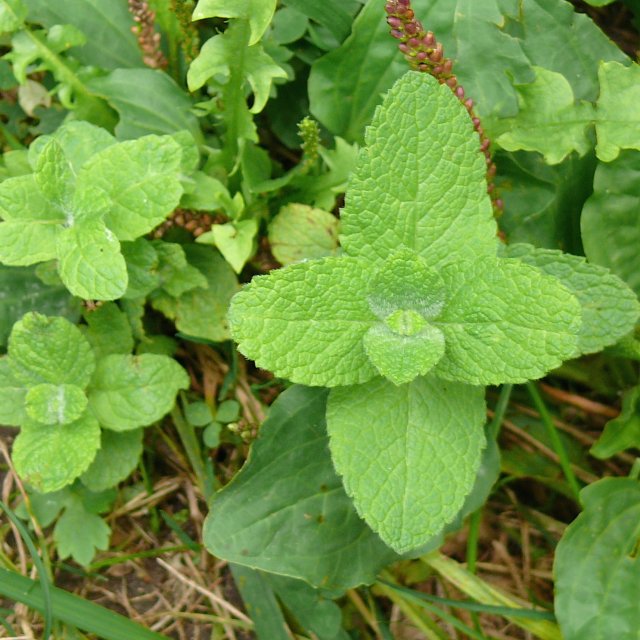 Menthe à feuilles rondes