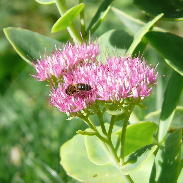 Abeille domestique - ouvrière