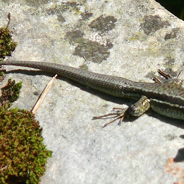 Lézard des murailles avec une nouvelle queue