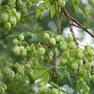 Houblon - fruits