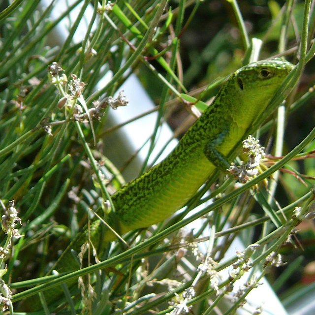 Lézard vert occidental