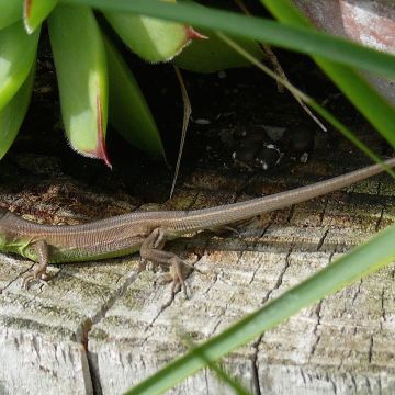 Lézard vert occidental - juvénile