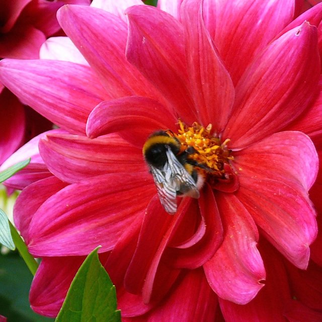 Bourdon terrestre (groupe)