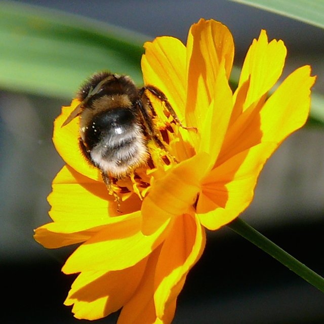 Bourdon terrestre (groupe)