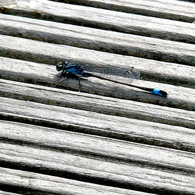 Agrion élégant