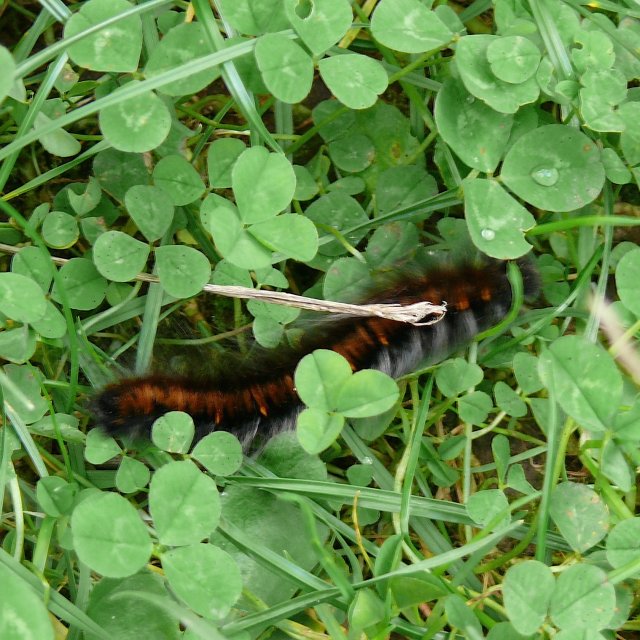 Bombyx de la ronce - chenille