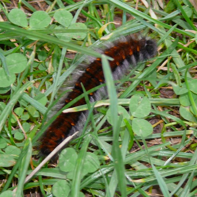 Bombyx de la ronce - chenille