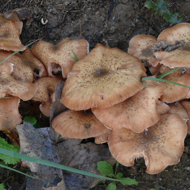 Armillaires à pied clavé