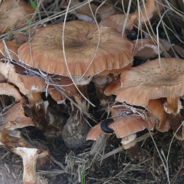 Armillaires à pied clavé