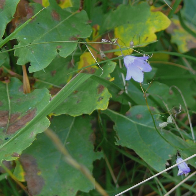 Campanule à feuilles rondes