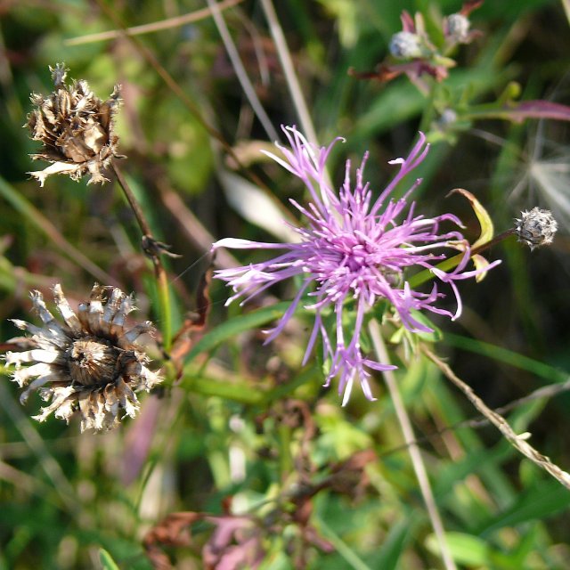 Centaurée scabieuse - fleur