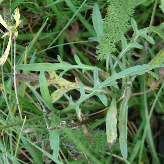 Centaurée scabieuse - feuilles