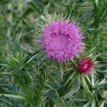 Chardon penché - fleur