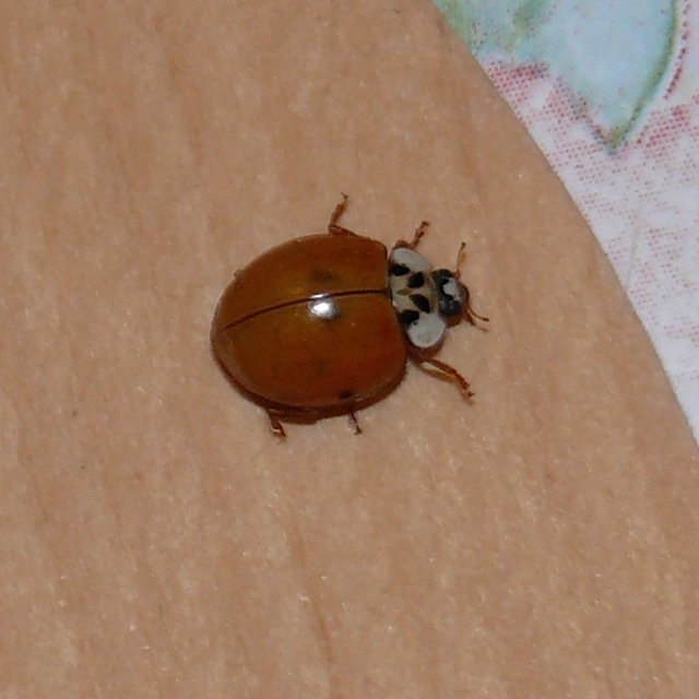 Coccinelle asiatique