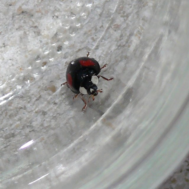 Coccinelle asiatique