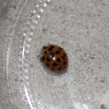 Coccinelle asiatique