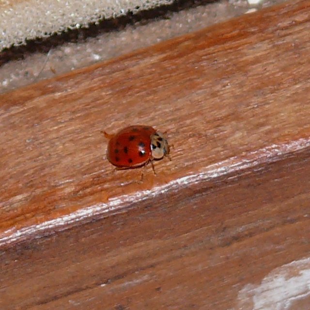 Coccinelle asiatique