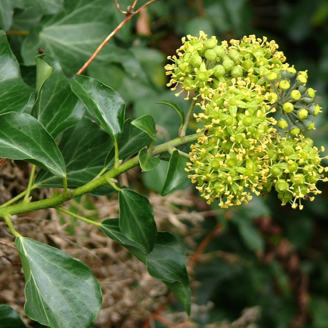 Lierre grimpant - fleurs