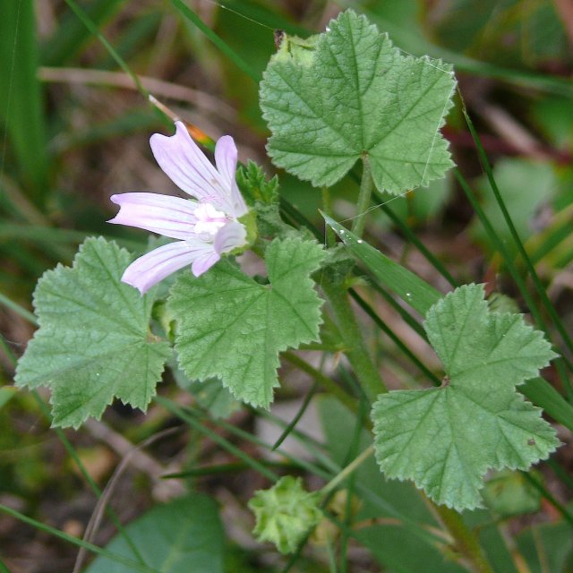 Mauve à feuilles rondes - fleur