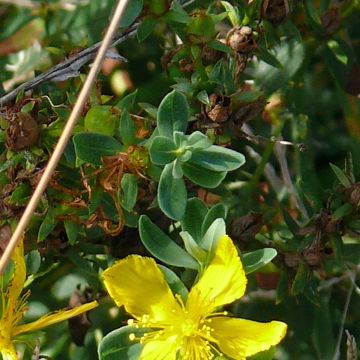 Millepertuis perforé - fleur