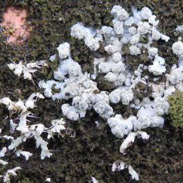 Physcia caesia et P. adscendens