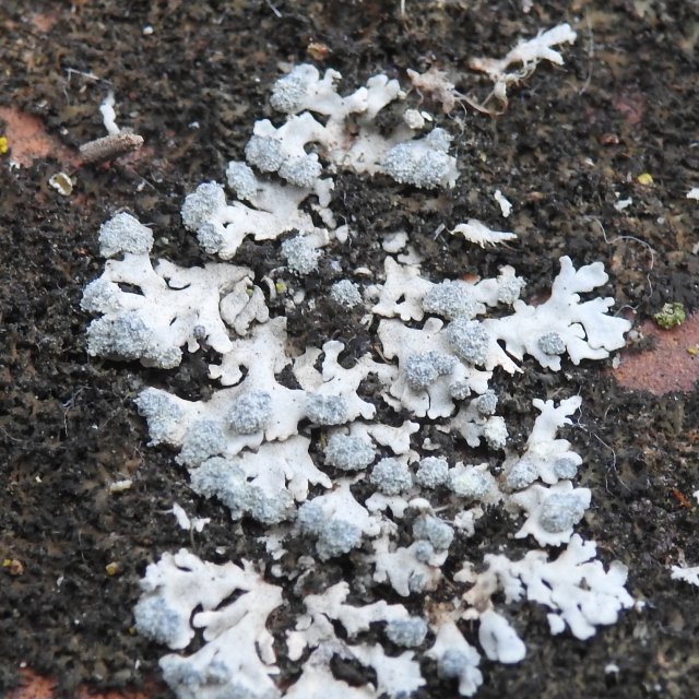 1 - Physcia caesia