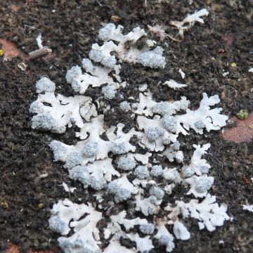 Lichen photo
