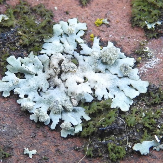 Physcia caesia et Phaeophyscia nigricans (humide)