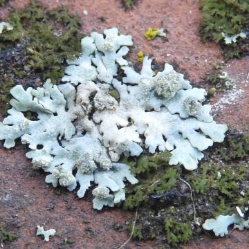 Physcia caesia et Phaeophyscia nigricans (humide)