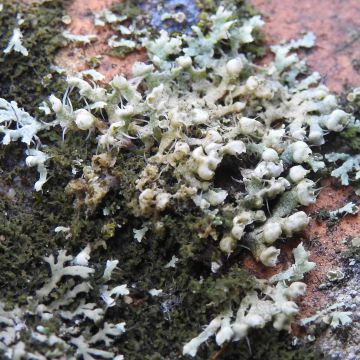 Lichen photo