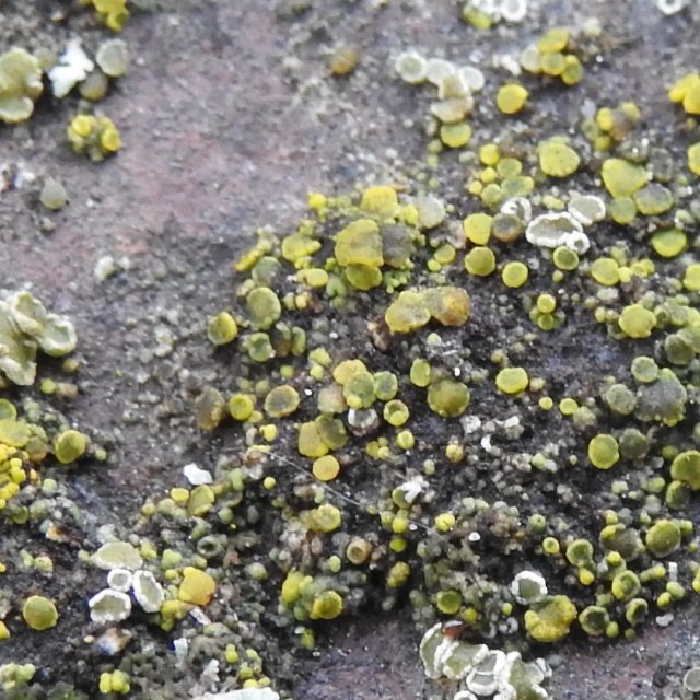 Candelariella aurella