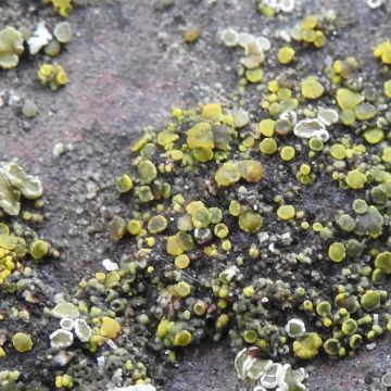 Lichen photo
