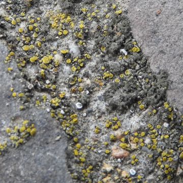 Candelariella aurella