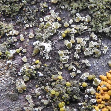 Lichen photo
