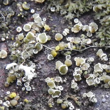 Myriolecis dispersa