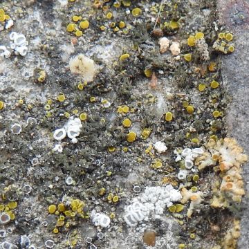 Lichen photo