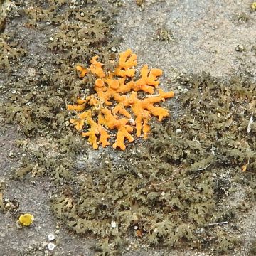 Lichen photo
